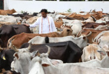 विकसित भारत का कृषि मॉडल: गौ-आधारित प्राकृतिक खेती और स्वस्थ जीवन