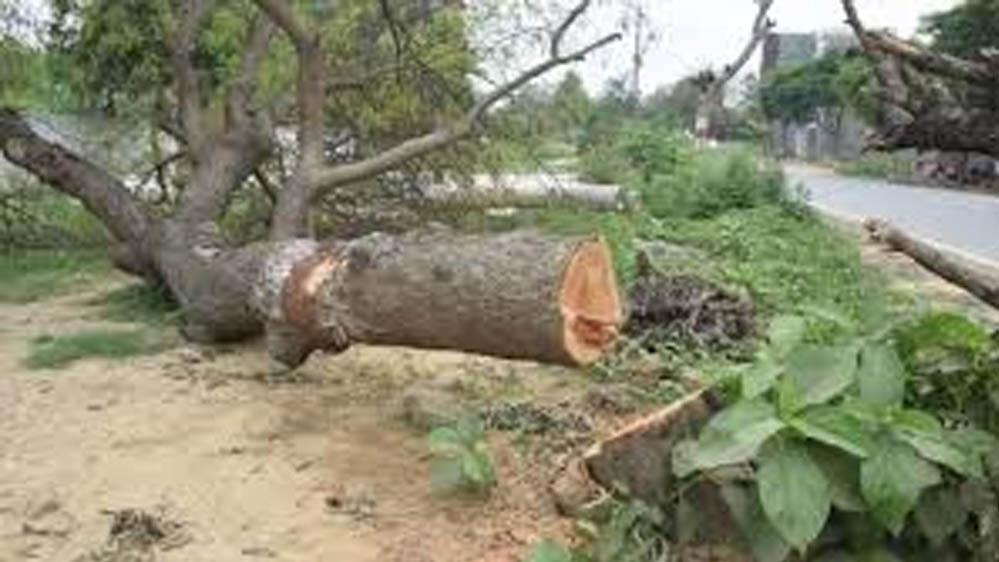 भोपाल-अयोध्या बायपास पर NGT का बड़ा फैसला, पेड़ों की कटाई पर तत्काल रोक भोपाल-अयोध्या बायपास पर NGT का बड़ा फैसला, पेड़ों की कटाई पर तत्काल रोक