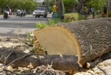 भोपाल की हरियाली खतरे में: रोड चौड़ीकरण के लिए 7 हजार से ज्यादा पेड़ कटेंगे, NHAI के दावे पर सवाल