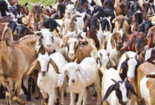 मध्य प्रदेश की बकरी पालन योजना: 40-60% अनुदान के साथ किसान कमा सकते हैं 40-50 हजार रुपए महीना