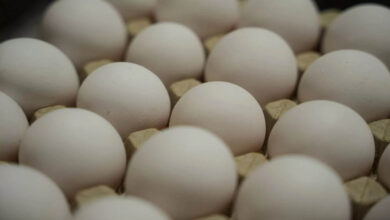 अंडे हुए महंगे: बाजार में 8 से 12 रुपये प्रति अंडा, कीमत बढ़ने की क्या है वजह?