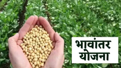 भावांतर योजना में सोयाबीन का मॉडल रेट 4345 रुपए जारी