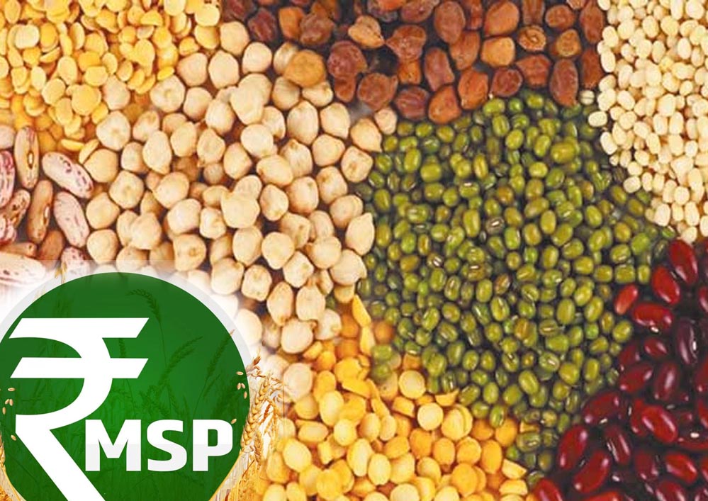 किसानों को बड़ा तोहफा: सरकार करेगी दलहन की 100% खरीद, MSP पर केंद्र ने दिया अपडेट