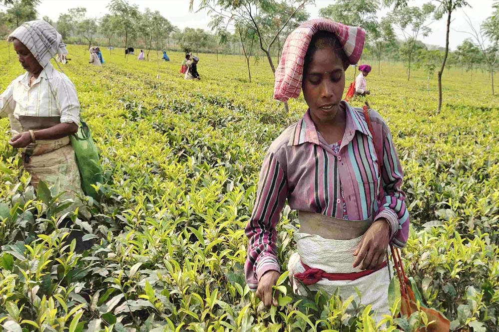 मांडविया का बयान: सरकार चाय बागानों की महिला कामगारों के कल्याण के लिए प्रतिबद्ध