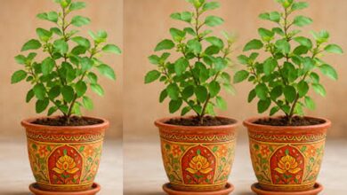 नए साल के पहले दिन करें तुलसी का महाउपाय, पूरे वर्ष मिलेगी सफलता और तरक्की