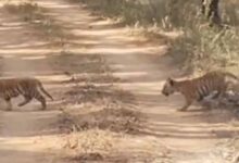 सिवनी में वन्यजीवन का अद्भुत नज़ारा: पांच शावकों संग नजर आई ‘जुगनी’ बाघिन, वीडियो ने जीता दिल