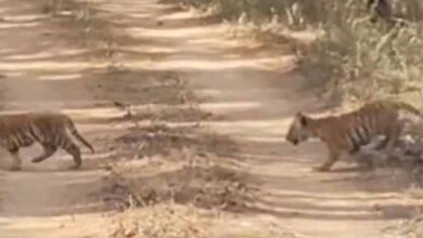 सिवनी में वन्यजीवन का अद्भुत नज़ारा: पांच शावकों संग नजर आई ‘जुगनी’ बाघिन, वीडियो ने जीता दिल सिवनी में वन्यजीवन का अद्भुत नज़ारा: पांच शावकों संग नजर आई ‘जुगनी’ बाघिन, वीडियो ने जीता दिल