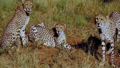 कूनो नेशनल पार्क: वीरा के एक शावक की खुले जंगल में मौत, 24 घंटे पहले हुआ था रिलीज कूनो नेशनल पार्क: वीरा के एक शावक की खुले जंगल में मौत, 24 घंटे पहले हुआ था रिलीज