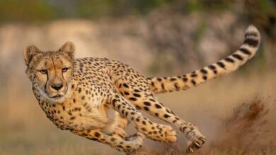 रानी दुर्गावती टाइगर रिजर्व में जुलाई 2026 में छोड़े जाएंगे चीते, सीएम डॉ मोहन ने की घोषणा रानी दुर्गावती टाइगर रिजर्व में जुलाई 2026 में छोड़े जाएंगे चीते, सीएम डॉ मोहन ने की घोषणा