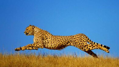 नए साल 2026 में VDTR में शिफ्ट होंगे चीते, करोड़ों के बजट को मिली मंजूरी नए साल 2026 में VDTR में शिफ्ट होंगे चीते, करोड़ों के बजट को मिली मंजूरी