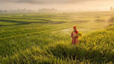 दुनिया भर में छाया भारतीय बासमती का जलवा: खुशबू ने बना दिया ‘चावल का बादशाह’