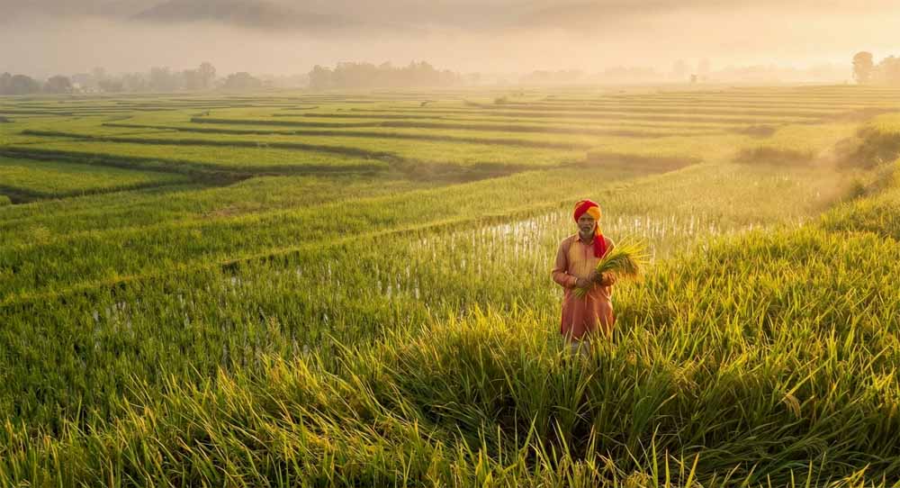दुनिया भर में छाया भारतीय बासमती का जलवा: खुशबू ने बना दिया ‘चावल का बादशाह’