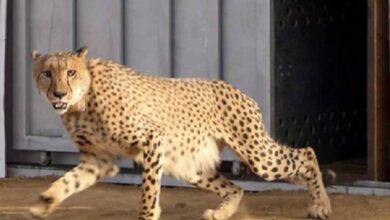 मध्य प्रदेश कैबिनेट: आठ चीते 26 जनवरी को बोत्सवाना से मध्य प्रदेश पहुंचेंगे, सरकार ने दी जानकारी