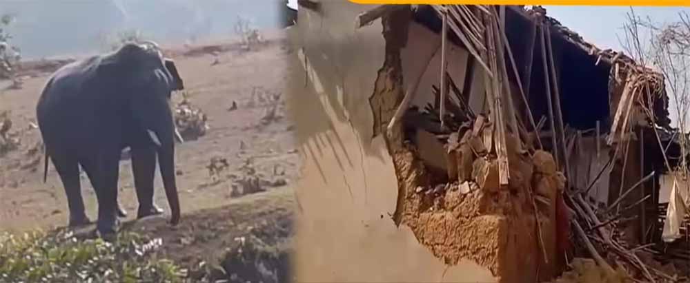 हाथियों के दल का खाड़ा गांव में हमला, मकान तोड़ा, दो गायों की मौत