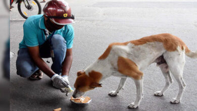 इंदौर में डॉग फीडिंग के लिए नई व्यवस्था, निगम ने जारी की सख्त गाइडलाइन, 172 फूड प्वाइंट तय