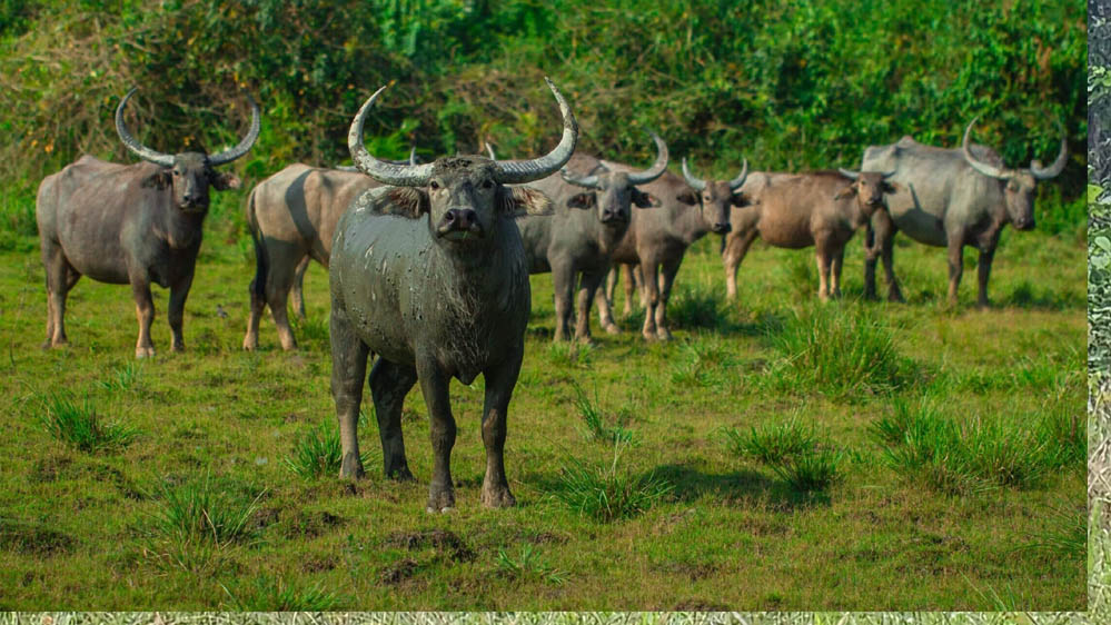 हथियारबंद नक्सलियों के विस्तार के कॉरिडोर अब बनेंगे जंगली भैंसों का घर