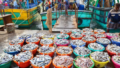 US टैरिफ की चुनौती को पछाड़ते हुए भारत के सीफूड निर्यात में 21% का उछाल