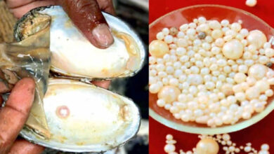 कानपुर में खेती के साथ ‘मोती’ से बंपर कमाई, एक सीप से ₹200 तक का मुनाफा, सरकार दे रही है 50% सब्सिडी