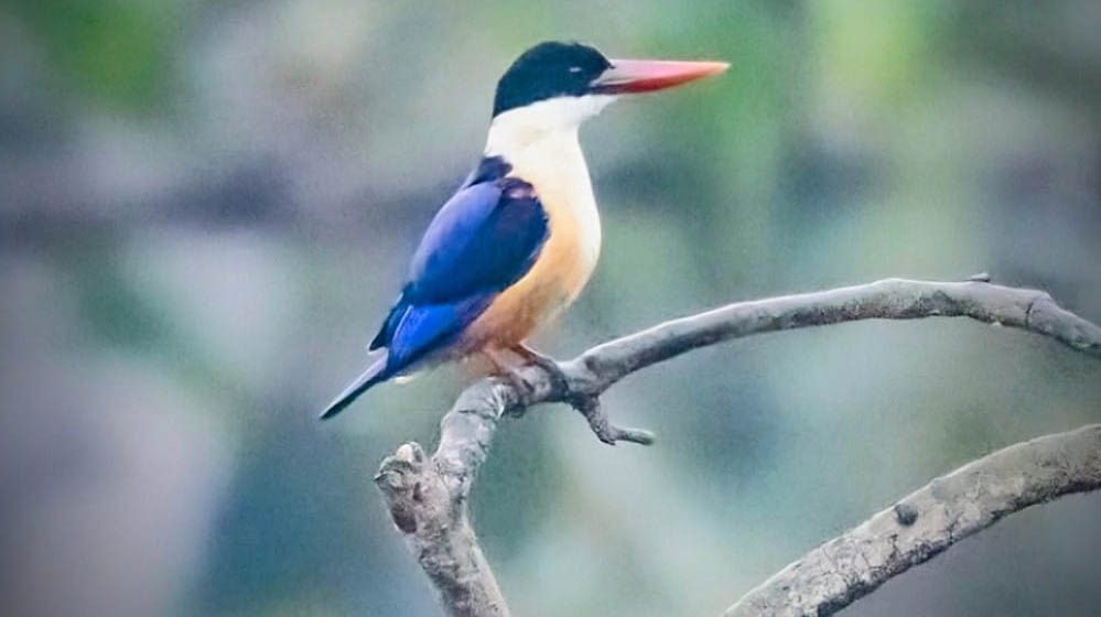 रायपुर : बारनवापारा अभयारण्य में मिला दुर्लभ ब्लैक-कैप्ड किंगफिशर रायपुर : बारनवापारा अभयारण्य में मिला दुर्लभ ब्लैक-कैप्ड किंगफिशर