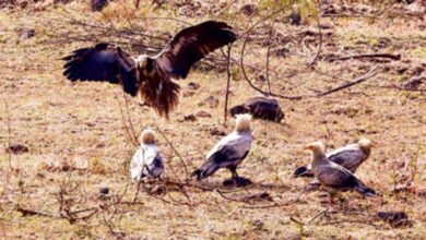 इंदौर में सफेद गिद्धों की संख्या में इजाफा, 9 साल बाद ‘आकाश के रक्षक’ की वापसी