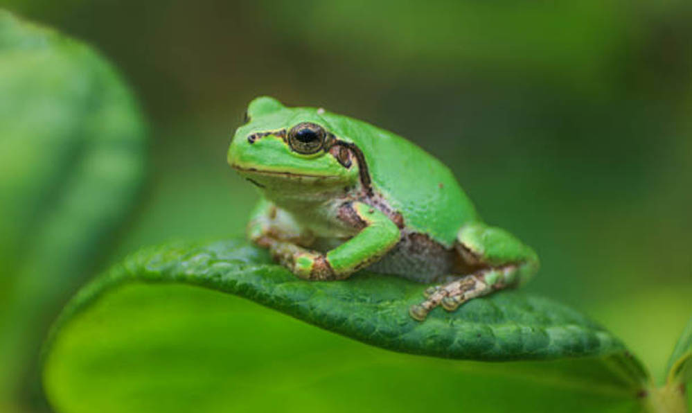 जापान के ट्री फ्रॉग में मिला शक्तिशाली एंटीकैंसर ड्रग, एक डोज से कैंसर खत्म होने की संभावना