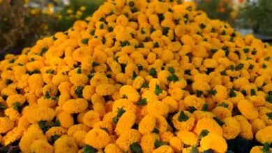 उज्जैन में तैयार होगा फूलों का क्लस्टर, सिंहस्थ के लिए विभाग की जोरदार तैयारी; भोपाल में 30 जनवरी को फ्लॉवर एग्ज़ीबिशन