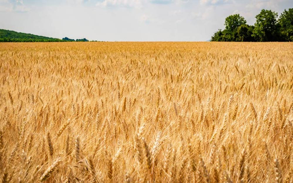 MSP बढ़ने से सरकार को राहत, किसानों को मिली निराशा, केवल 15 रुपये का बोनस मिलेगा MSP बढ़ने से सरकार को राहत, किसानों को मिली निराशा, केवल 15 रुपये का बोनस मिलेगा