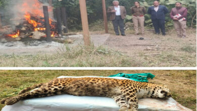 व्हाइट टाइगर सफारी में जश्न, जू सेंटर में सवाल: दो दिन बाद सामने आई तेंदुआ की मौत