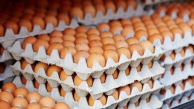भारत में पोल्ट्री फीड महंगा, लेकिन अंडे की कीमत दुनिया में सबसे सस्ती, जानिए ब्राजील और अमेरिका का रेट