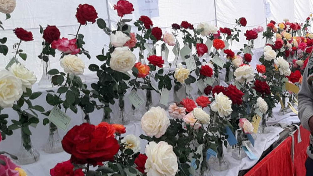 गुलाब प्रदर्शनी में द्वितीय चरण की प्रतियोगिता “गमलों में गुलाब” 9 जनवरी को