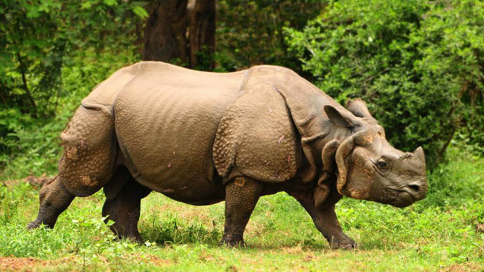 जल्द एमपी में असम के गैंडे होंगे दिखे, वन्यजीवों के आदान-प्रदान की तैयारी