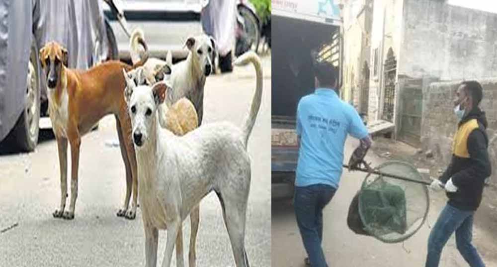 रायपुर में आवारा कुत्तों के काटने की बढ़ी घटनाएं, नगर निगम अमले ने चलाया धरपकड़ अभियान रायपुर में आवारा कुत्तों के काटने की बढ़ी घटनाएं, नगर निगम अमले ने चलाया धरपकड़ अभियान