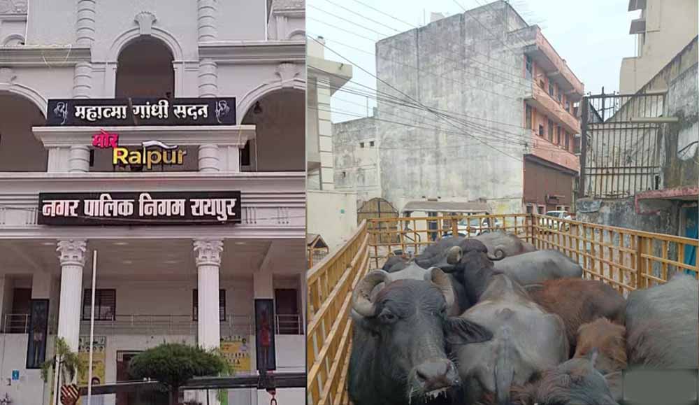 डेयरी संचालक पर 10000 का ई-जुर्माना, रायपुर नगर निगम ने दिया नोटिस और चेतावनी