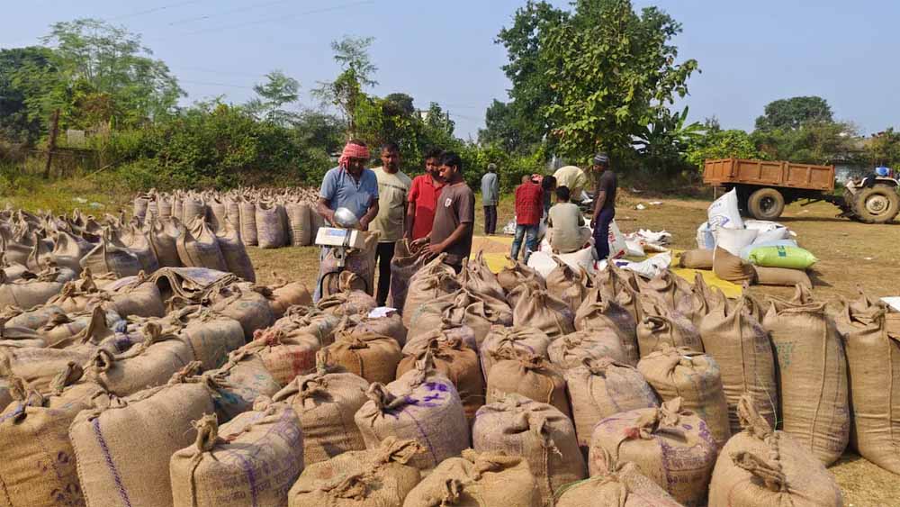 धान का 21 क्विंटल प्रति एकड़ के हिसाब से हो रहा उपार्जन, अफवाहों पर ध्यान न दें किसान