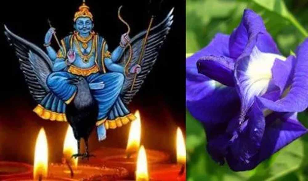 शनि की साढ़ेसाती और ढैय्या से छुटकारा दिलाएंगे खास फूल, शनिवार को पूजा करने से शनि देव होते हैं प्रसन्न