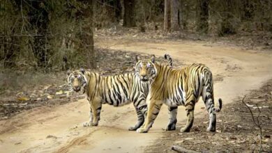 बाघ संरक्षण की वैश्विक मिसाल बना मध्यप्रदेश