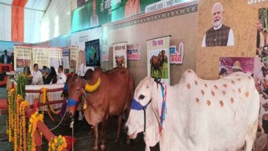 आंध्र प्रदेश की प्रसिद्ध पुंगनूर गाय बनी आकर्षण का केंद्र