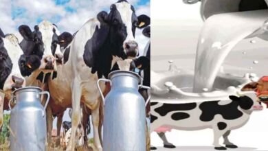 प्रदेश में बनेगी पहली सहकारी क्षेत्र की अत्याधुनिक राज्य स्तरीय डेयरी परीक्षण प्रयोगशाला प्रदेश में बनेगी पहली सहकारी क्षेत्र की अत्याधुनिक राज्य स्तरीय डेयरी परीक्षण प्रयोगशाला