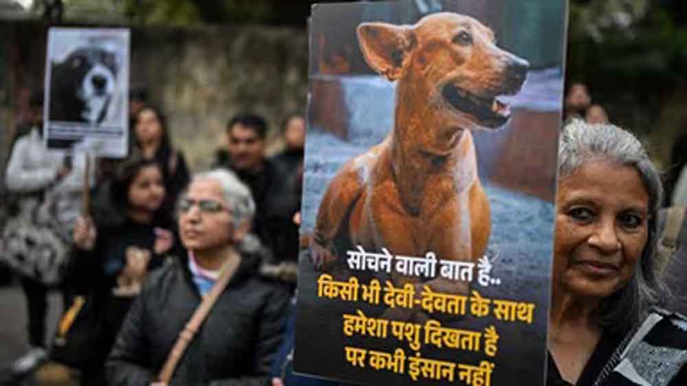 कुत्ते पर पत्थरबाज़ी का मामला सुप्रीम कोर्ट पहुँचा, पीड़िता ने किया डॉग का पक्ष में बचाव कुत्ते पर पत्थरबाज़ी का मामला सुप्रीम कोर्ट पहुँचा, पीड़िता ने किया डॉग का पक्ष में बचाव