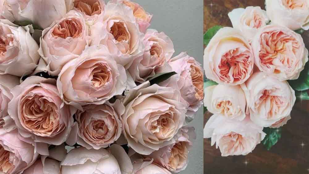 फूलों के राजा गुलाब की महक से 9 से 11 जनवरी तक महकेगी राजधानी