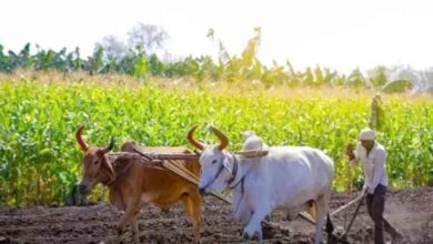 ‘श्रीअन्न’ किसानों ने सरकारी खरीद को दी प्राथमिकता