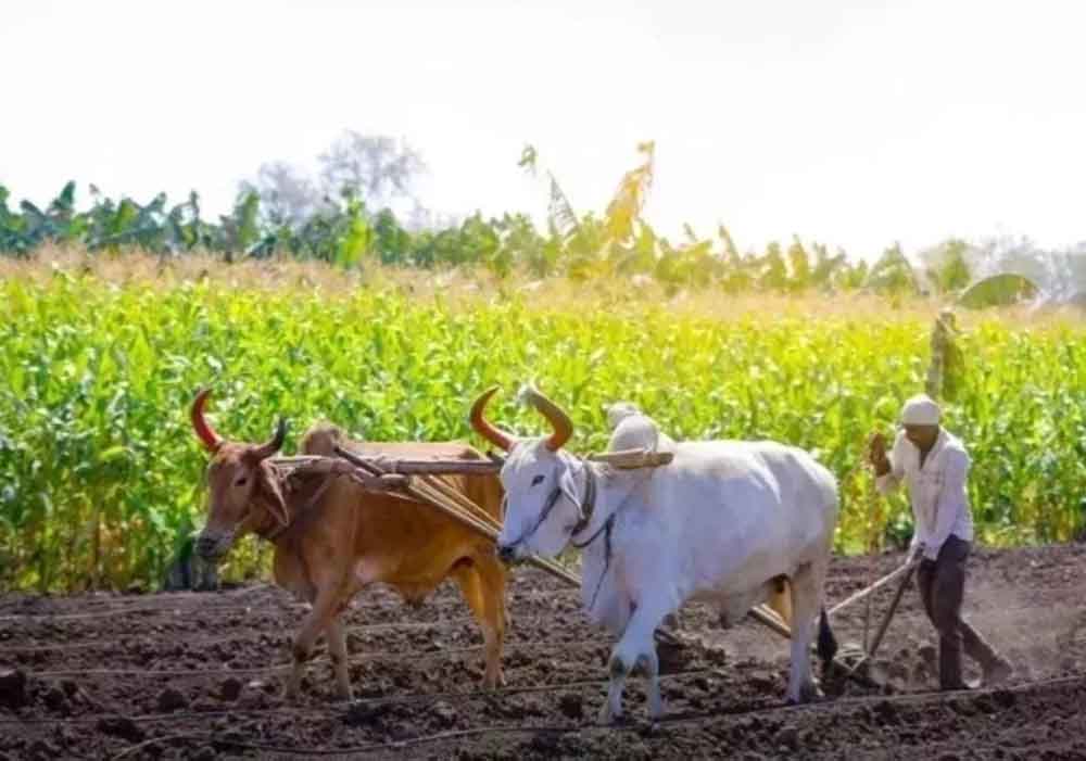 ‘श्रीअन्न’ किसानों ने सरकारी खरीद को दी प्राथमिकता