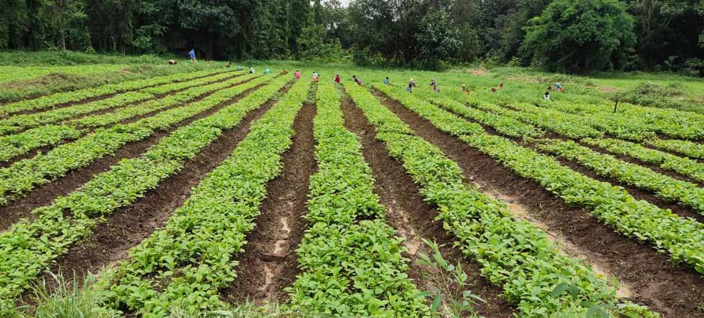 खुशबू से कमाई तक: लेमनग्रास की खेती से आत्मनिर्भर बन रहीं महिलाएँ