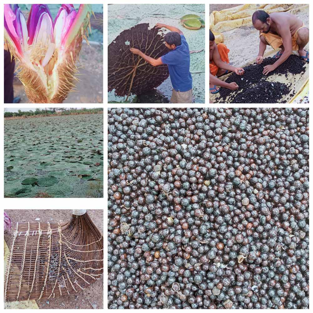 छत्तीसगढ़ में मखाना उत्पादन को प्रोत्साहन