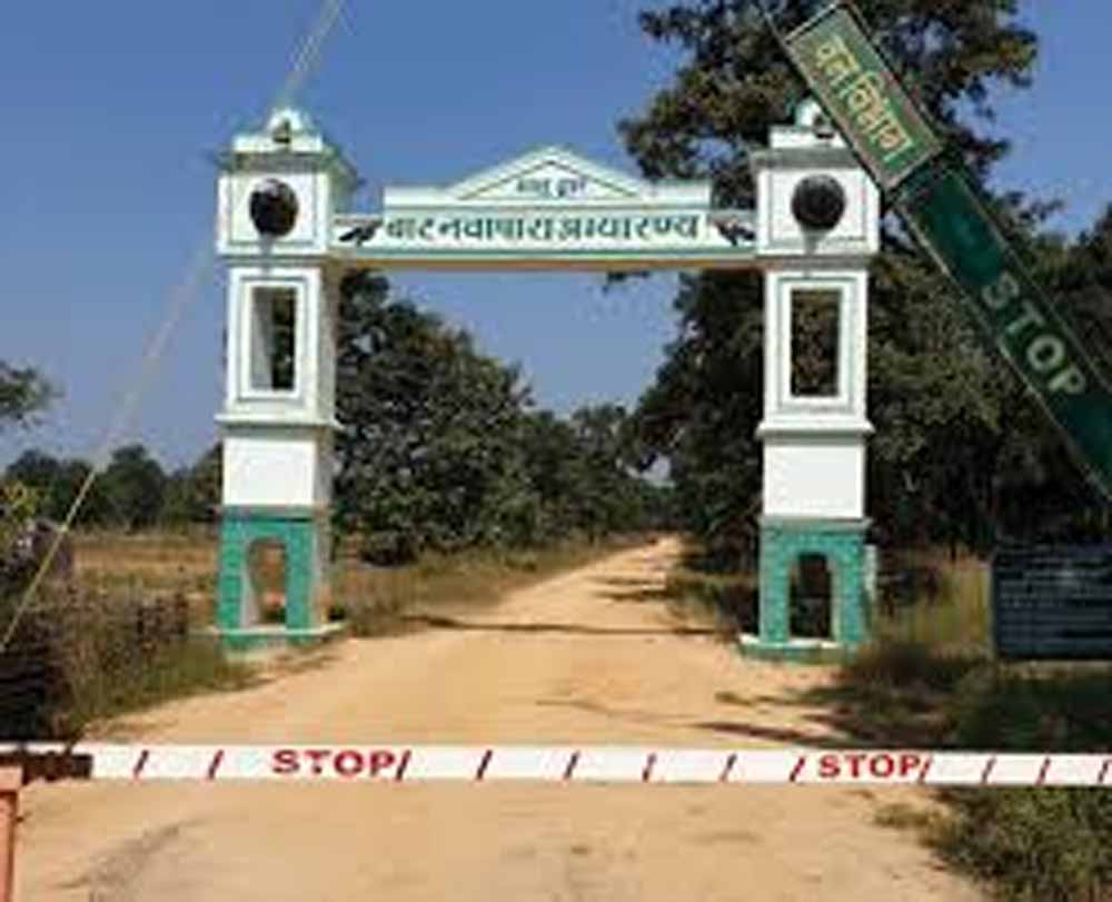 बारनवापारा अभयारण्य में वर्षों बाद फिर दिखी दुर्लभ वन्यजीव झलक बारनवापारा अभयारण्य में वर्षों बाद फिर दिखी दुर्लभ वन्यजीव झलक
