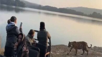 रणथंभौर में साइना नेहवाल के सामने आया बाघ, बेखौफ अंदाज में कैमरे में किया कैद