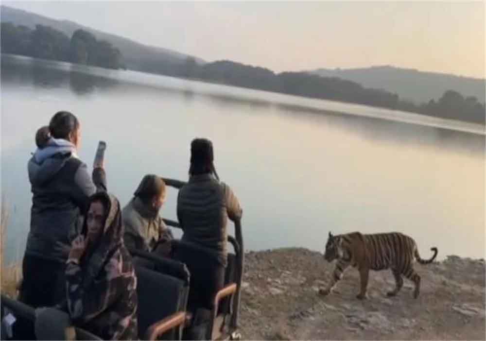 रणथंभौर में साइना नेहवाल के सामने आया बाघ, बेखौफ अंदाज में कैमरे में किया कैद