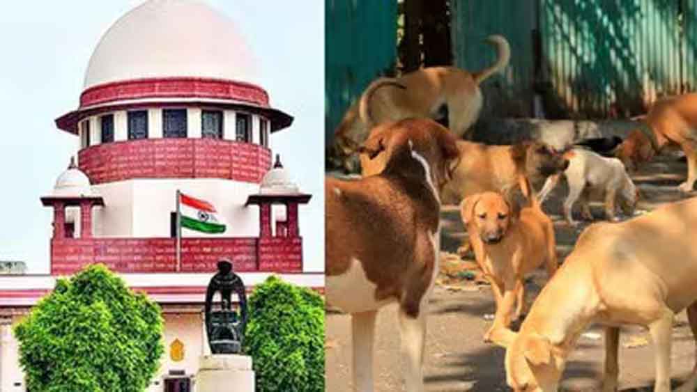 आवारा कुत्तों पर SC का फैसला जल्द, वकीलों से हफ्ते में मांगी दलीलें