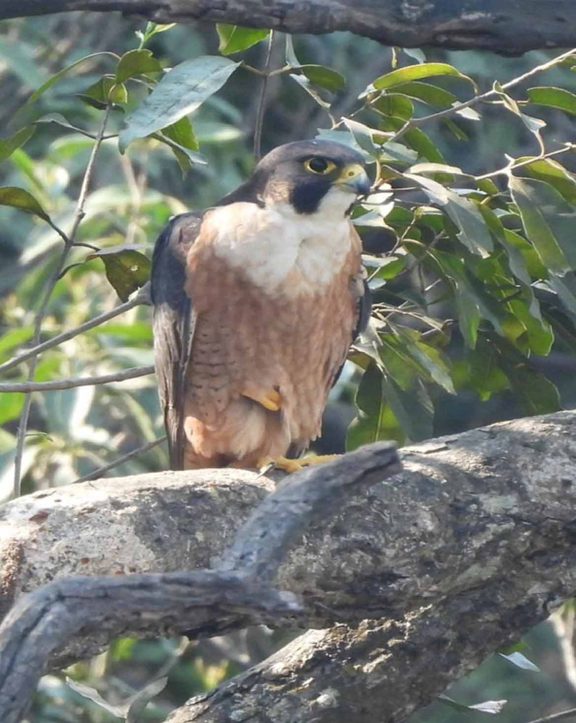 उदंती-सीतानदी में दिखा दुनिया का सबसे तेज़ उड़ने वाला पक्षी: पेरेग्रीन फाल्कन की मौजूदगी
