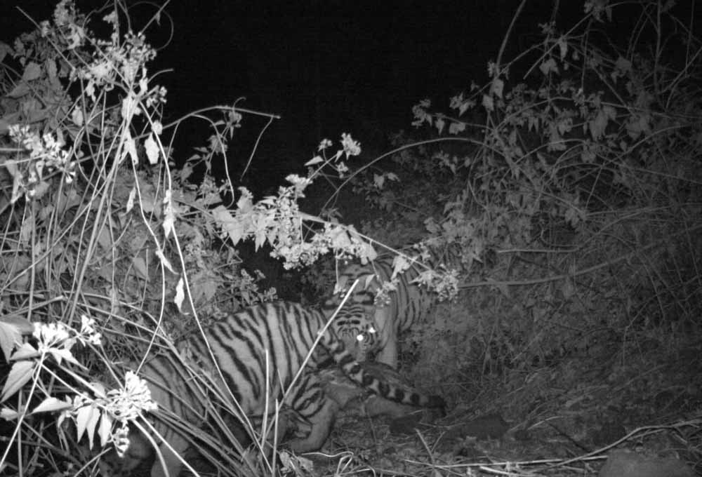 भोरमदेव अभ्यारण्य में फिर गूंजी बाघों की दहाड़, कैमरा ट्रैप में कैद हुई बाघ–बाघिन की जोड़ी